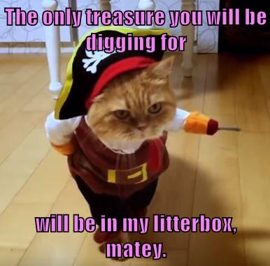 funny pirate cat