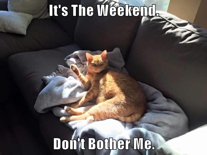 it-s-the-weekend-don-t-bother-me-lolcats-lol-cat-memes-funny