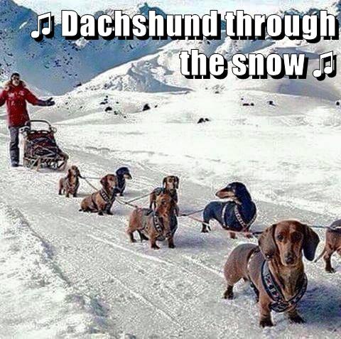 sled dogs dog funny memes