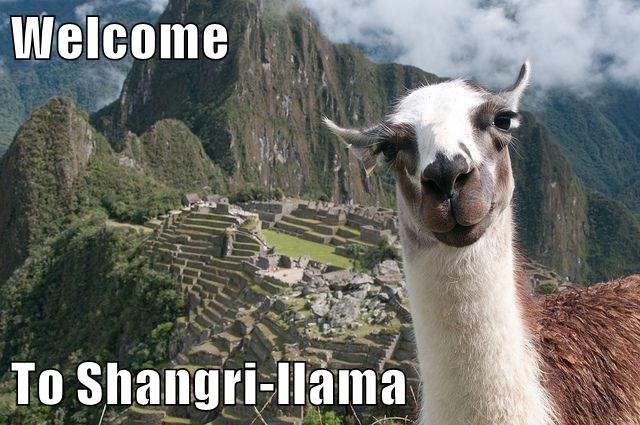 Animal Capshunz - llama - Funny animal pictures with captions | Animal