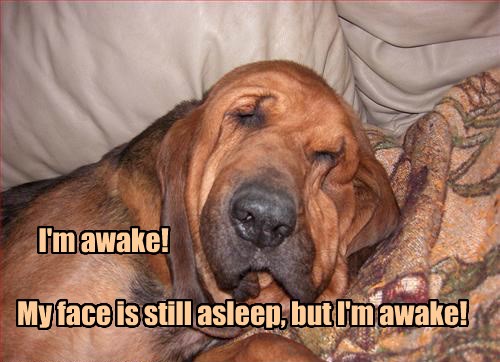 i-has-a-hotdog-waking-up-funny-dog-pictures-dog-memes-puppy