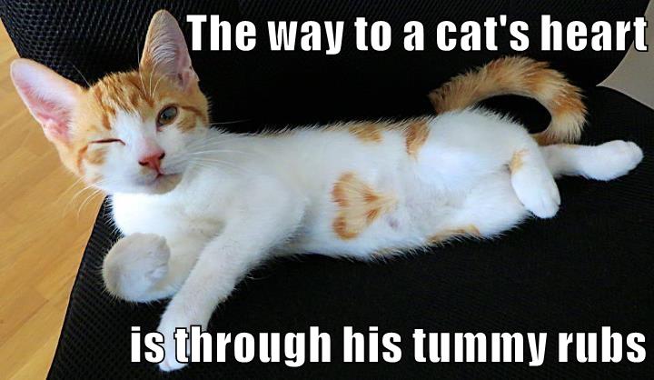 TRUE DAT! - Lolcats - lol | cat memes | funny cats | funny cat pictures ...