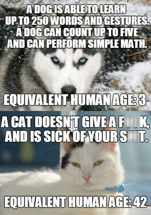 are cat years like dog years