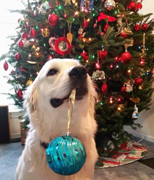 I Has A Hotdog christmas tree Funny Dog Pictures Dog Memes