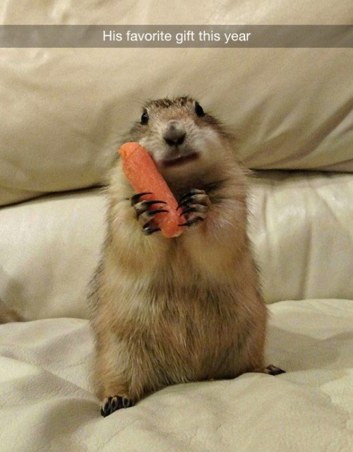 dog walker nike sb dunk