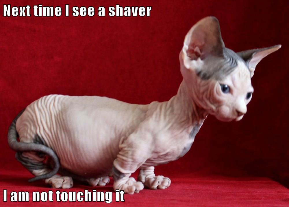 Lolcats hairless LOL at Funny Cat Memes Funny cat pictures with