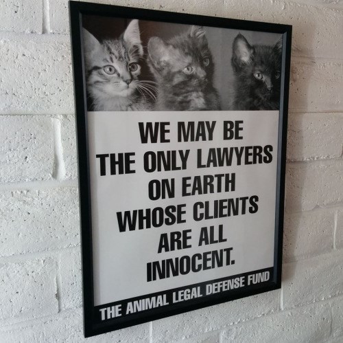 Did Anyone Else Think The Cats Were The Lawyers At First? - Lolcats