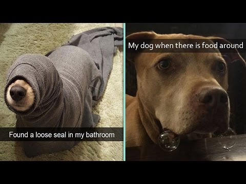 Dog Snapchats That Will Brighten Up Your Weekend - I Can Has Cheezburger?