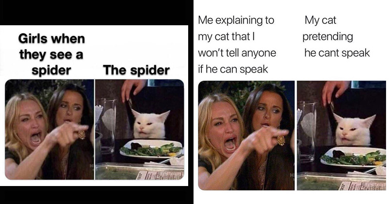 White Cat Meme Examples