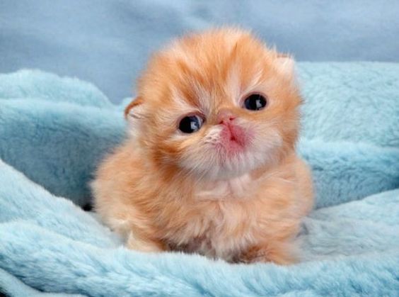 tiny-ginger-kitten-sitting-on-a-blue-bla