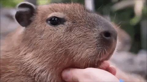 10-adorable-capybara-gifs