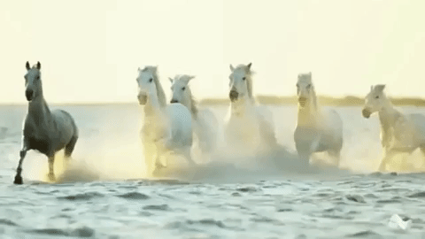 10 Amazing Horse GIFs - Animal Gifs - gifs - funny animals - funny gifs