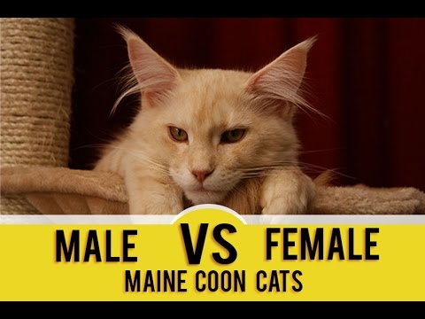 vs ee 3 coverage Female You vs Gender Maine Male For (Which Coons Better Is vs ee 3 coverage Female You vs Gender Maine Male For (Which Coons Better Is