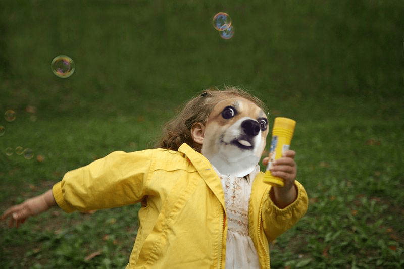 This Excited Corgi Made the Perfect Face for a Photoshop ...