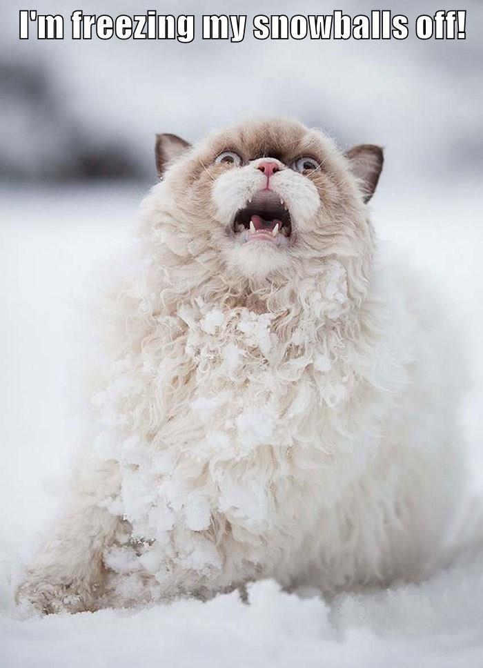 I'm freezing my snowballs off! Lolcats lol cat memes funny cats