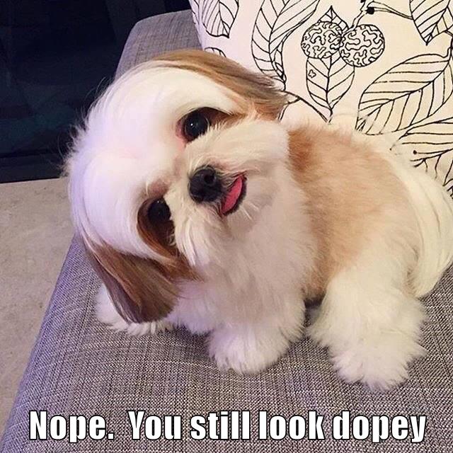 Nope. You still look dopey - I Has A Hotdog - Dog Pictures - Funny ...