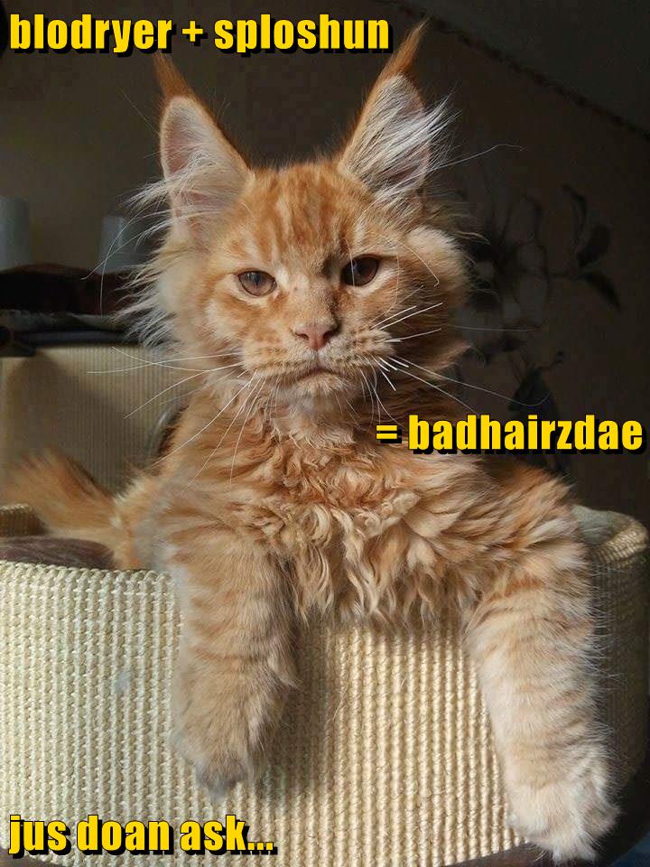 Lolcats - bad hair day - LOL at Funny Cat Memes - Funny cat pictures