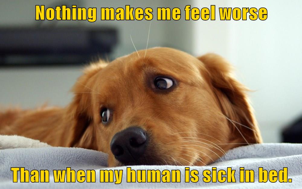 Get Well Soon - I Has A Hotdog - Dog Pictures - Funny pictures of dogs