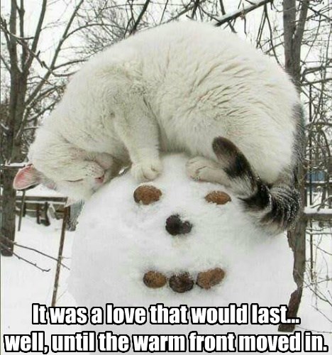 Lolcats - snowman - LOL at Funny Cat Memes - Funny cat pictures with words  on them - lol | cat memes | funny cats | funny cat pictures with words on