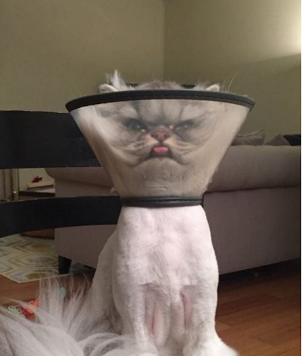 Cat with shop cone of shame