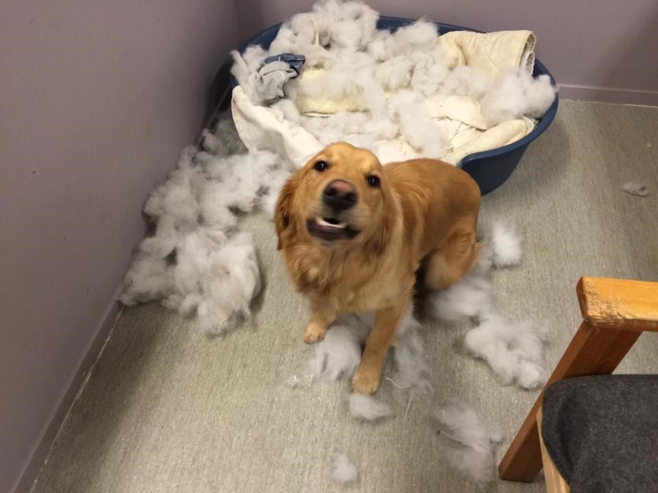 Umm, I Was Just Sitting Here and Then the Bed Exploded... I Can Has Cheezburger?