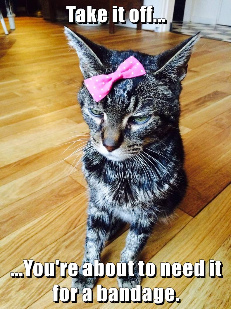 I Hope You Have Good Medical Insurance - Lolcats - lol | cat memes