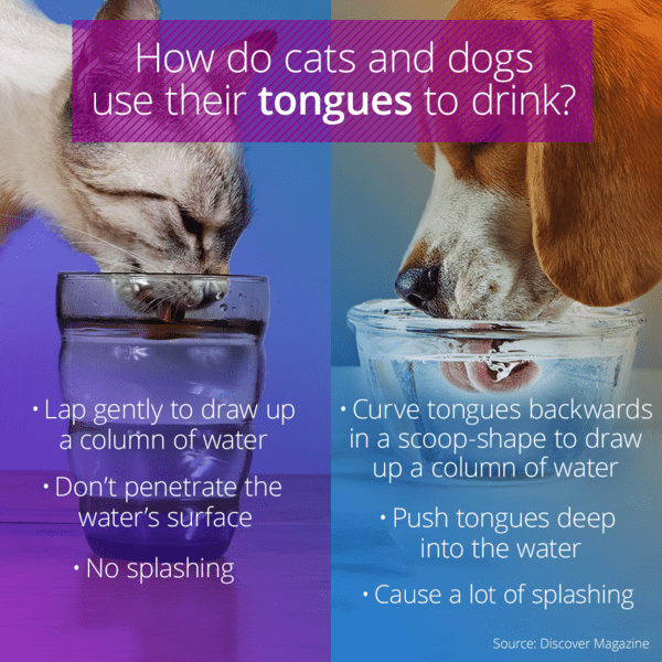 How Cats And Dogs Drink Very Differently - I Has A Hotdog - Dog ...