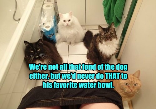Toilet Humor - Lolcats - lol | cat memes | funny cats | funny cat