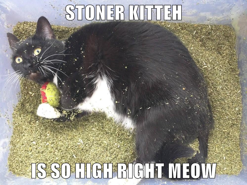 Catnip Is A Hell Of A Drug Lolcats Lol Cat Memes Funny Cats Funny Cat Pictures With 