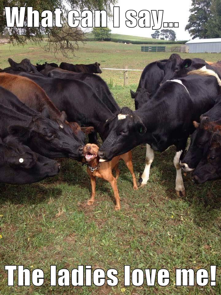 I Has A Hotdog - cows - Funny Dog Pictures | Dog Memes | Puppy Pictures