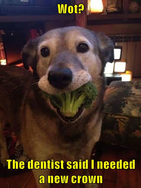 Wot The Dentist Said I Needed A New Crown I Has A Hotdog Dog Pictures Funny Pictures Of Dogs Dog Memes Puppy Pictures Doge