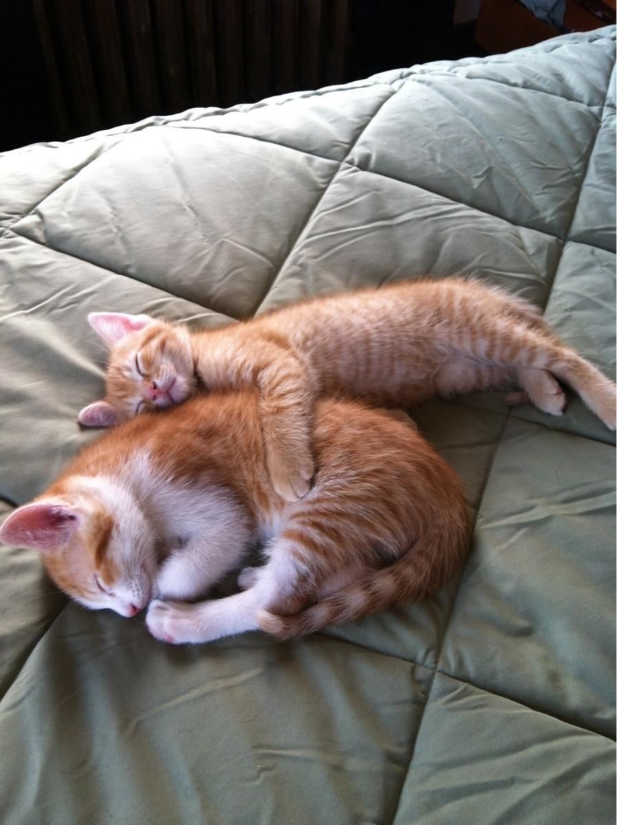 I Can Has Cheezburger Spooning Funny Animals Online Cheezburger