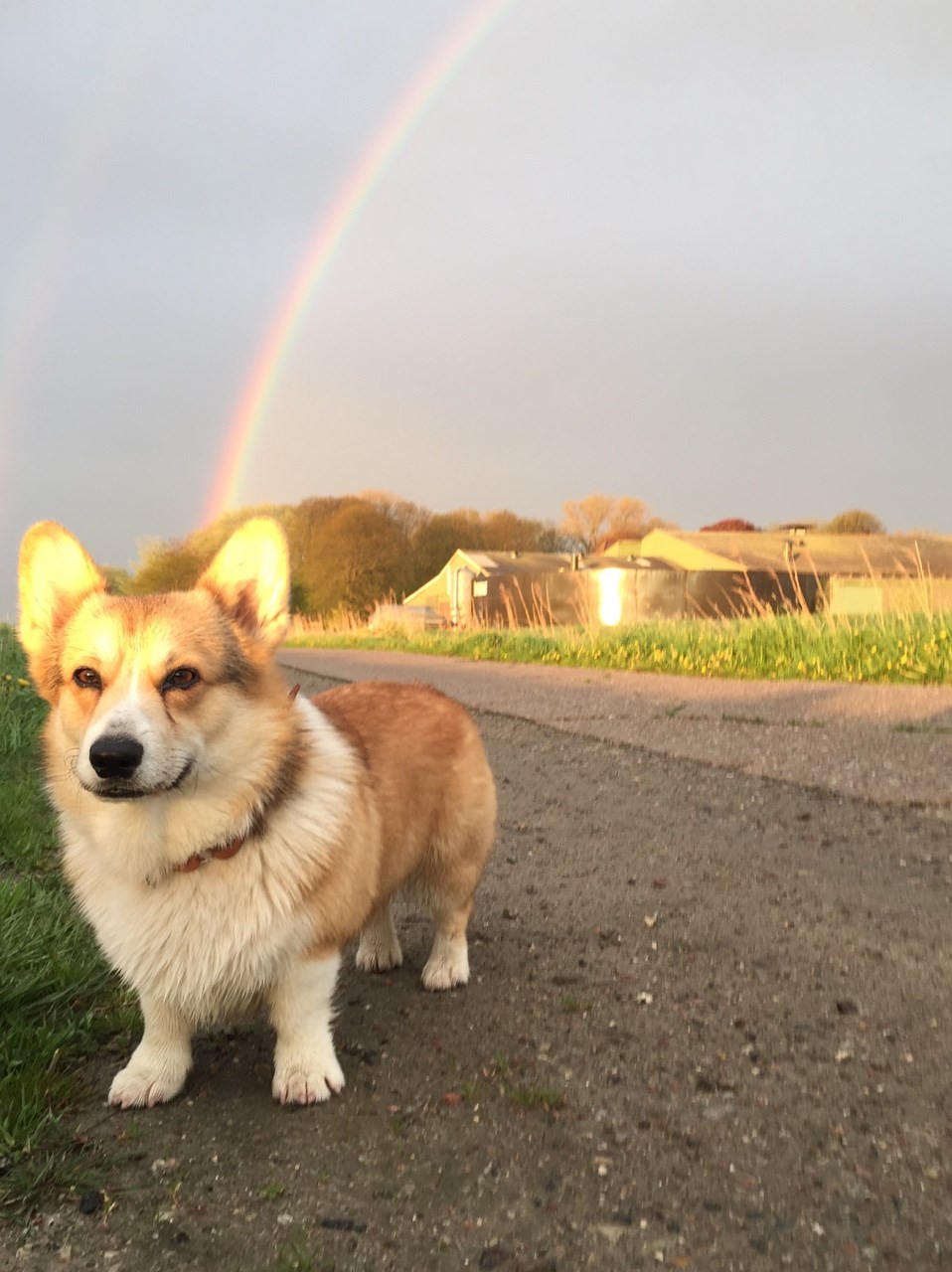 Rainbow corgi store