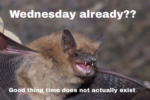 Every Day Is Wednesday, And Every Day Is Never Wednesday - Memebase 