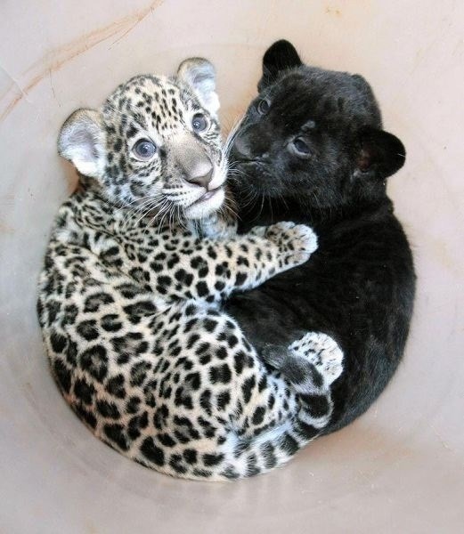 Jaguar Cub Loves to Cuddle Baby Panther Daily Squee Cute Animals