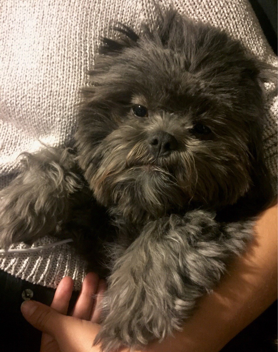 Dog breed that store looks like ewok