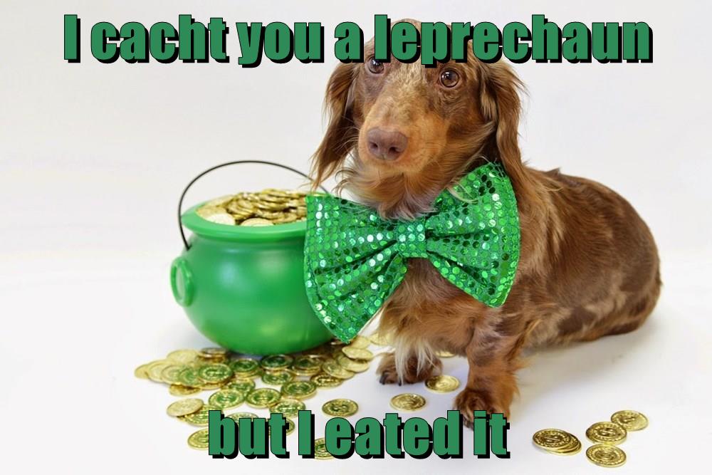 happy st pattys day images with dogs