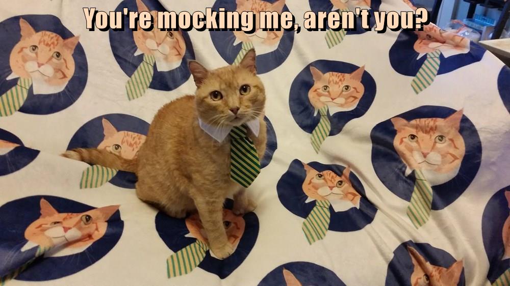 What a Copycat Lolcats lol cat memes funny cats funny cat pictures with words on them