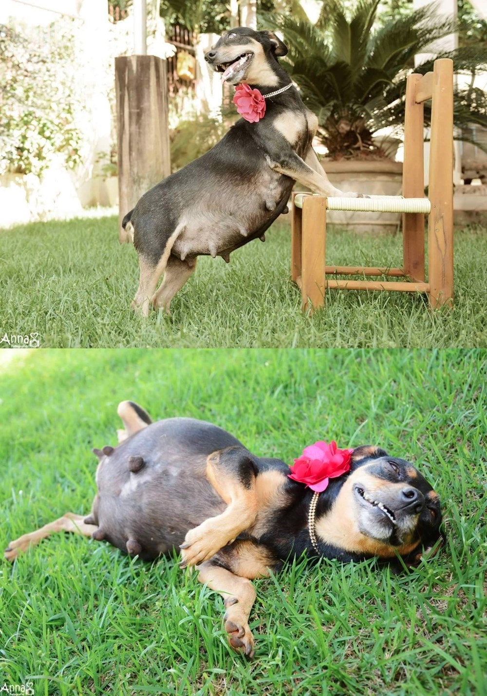 Maternity Shoots Are Better With Dogs I Can Has Cheezburger?