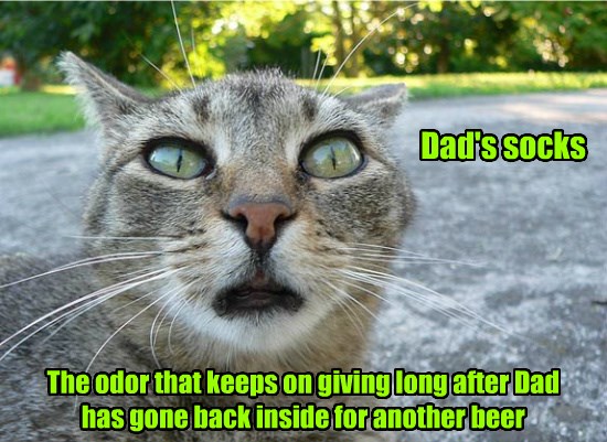 Think His Face'll be Stuck Like That? - Lolcats - lol | cat memes ...