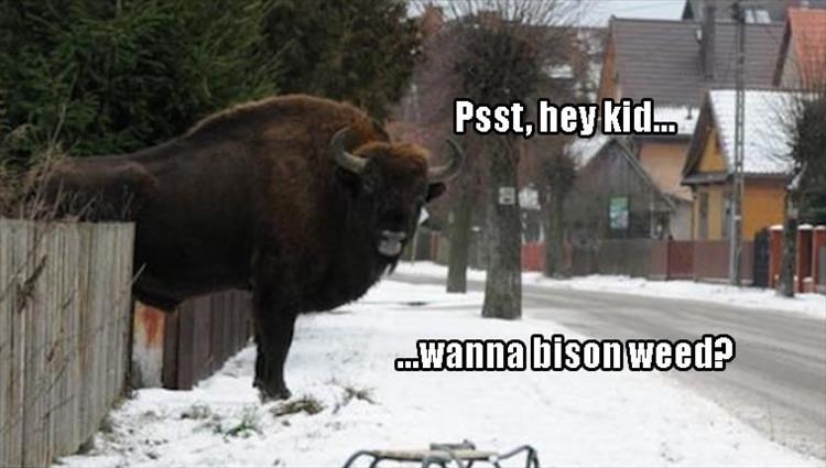 Memebase - bison - All Your Memes In Our Base - Funny Memes - Cheezburger
