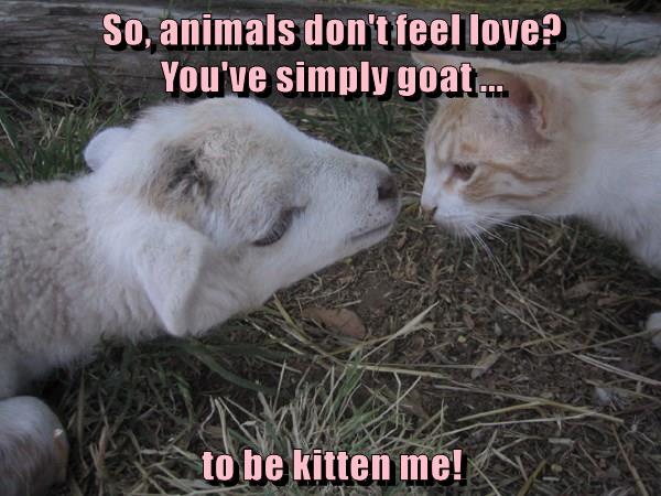 Lolcats - goats - LOL at Funny Cat Memes - Funny cat pictures with ...