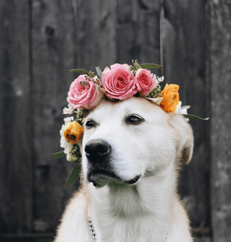 These Flower Crown Wearing Dogs are Ready for Music ...