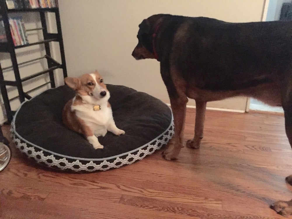 So We found a giant dog bed :D : r/corgi