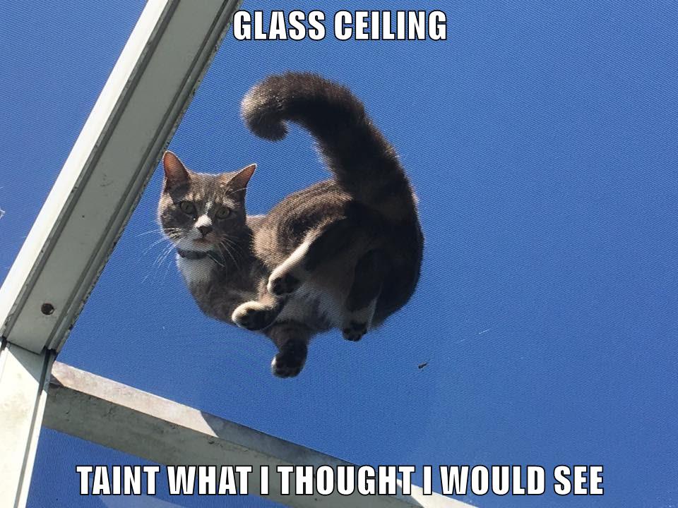 Glass Ceiling Taint What I Thought I Would See Lolcats