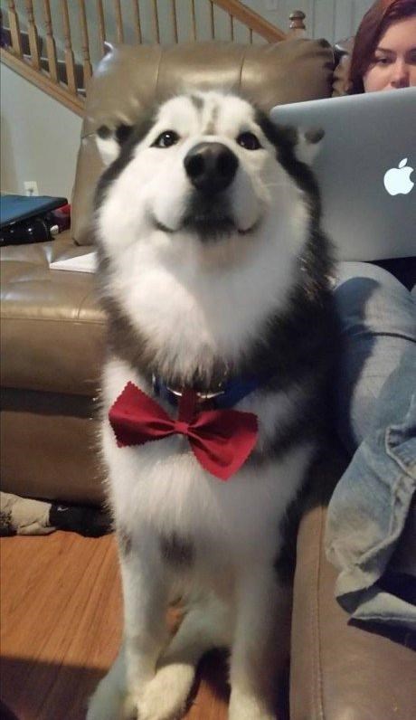 I Has A Hotdog - bow tie - Funny Dog Pictures | Dog Memes ...