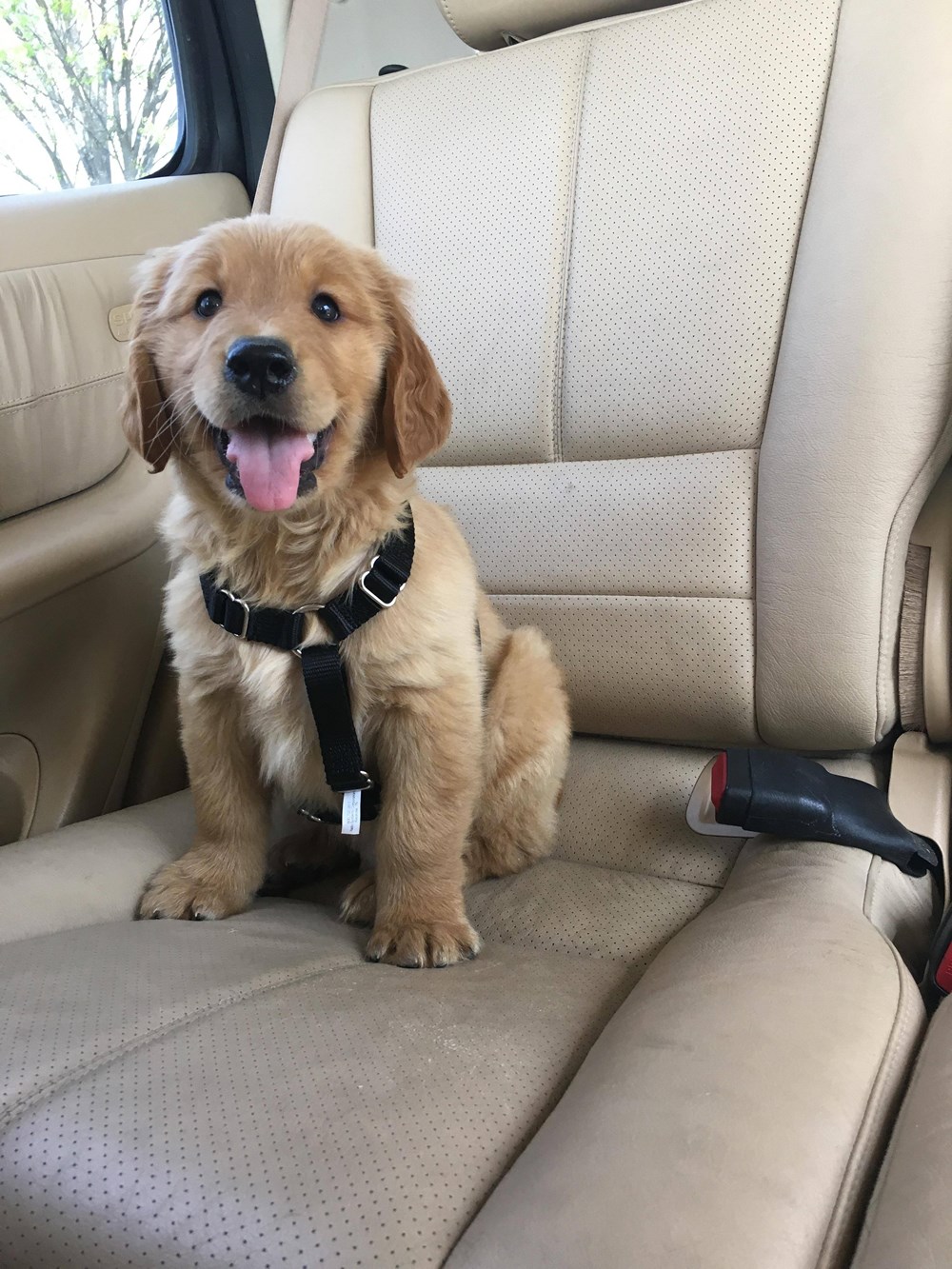 Puppy's First Ride Home Daily Squee Cute Animals Cute Baby