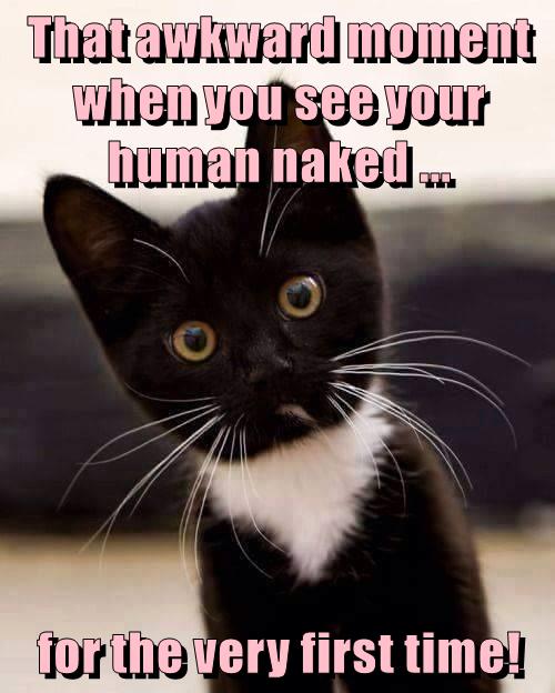 So THAT'S What They Look Like! - Lolcats - lol | cat memes | funny cats ...