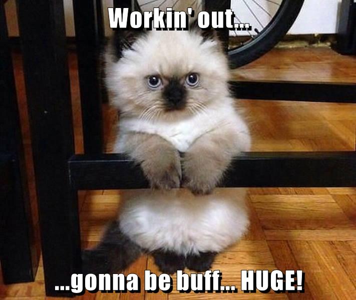 Lolcats - working out - LOL at Funny Cat Memes - Funny cat ...