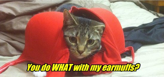 Lolcats - bra - LOL at Funny Cat Memes - Funny cat pictures with words on  them - lol, cat memes, funny cats